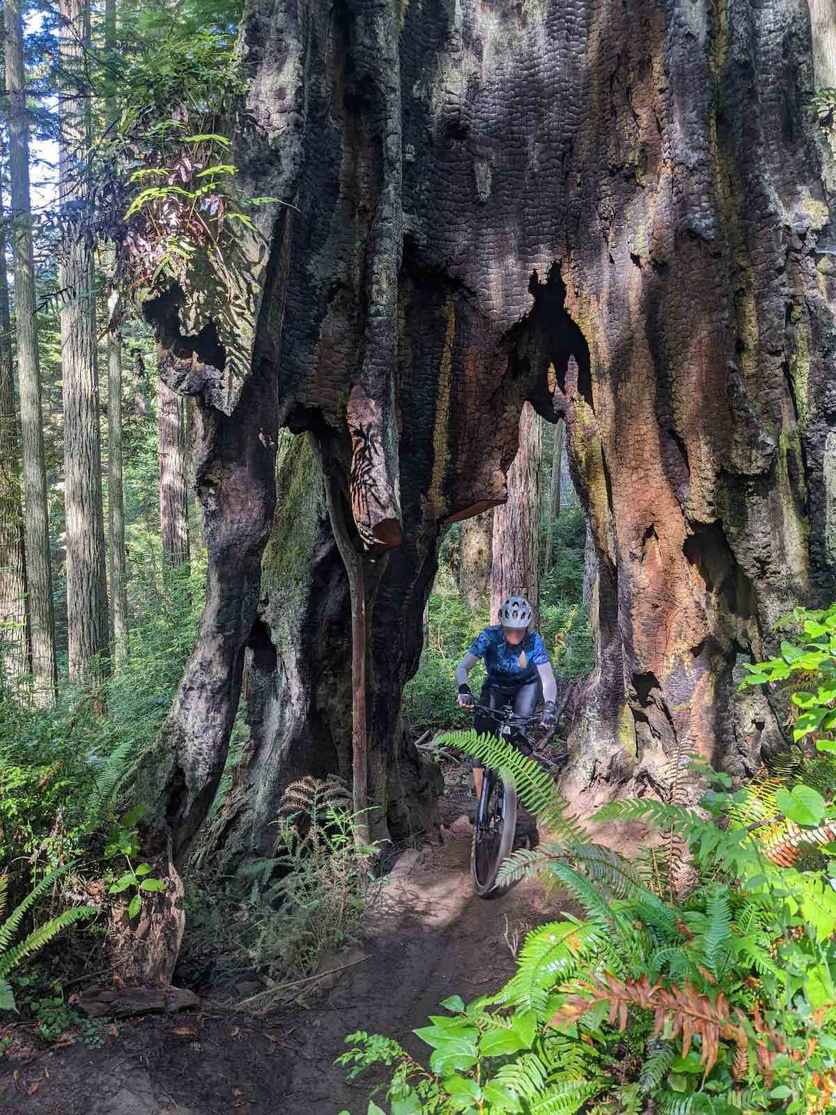 Bikerumor Pic Of The Day: Arcata, California