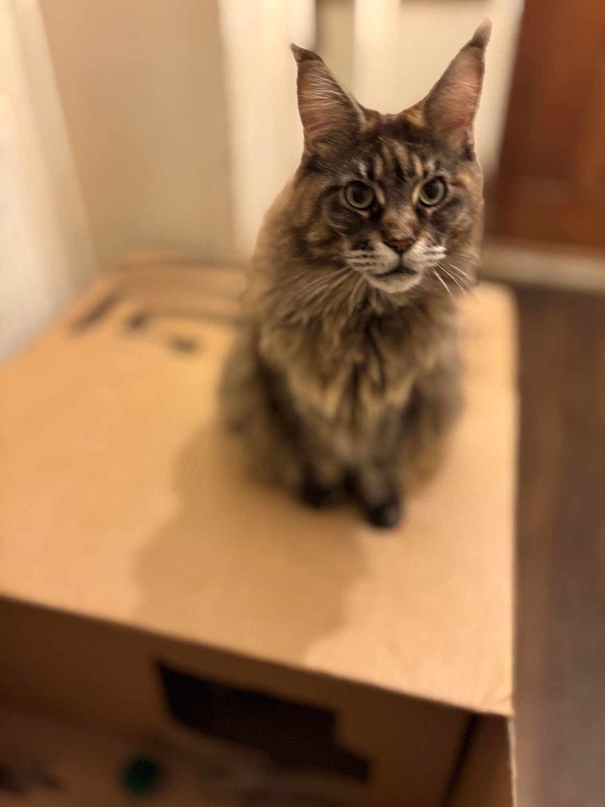 Ultimate cat toy? That will be a Brompton G-Line box!